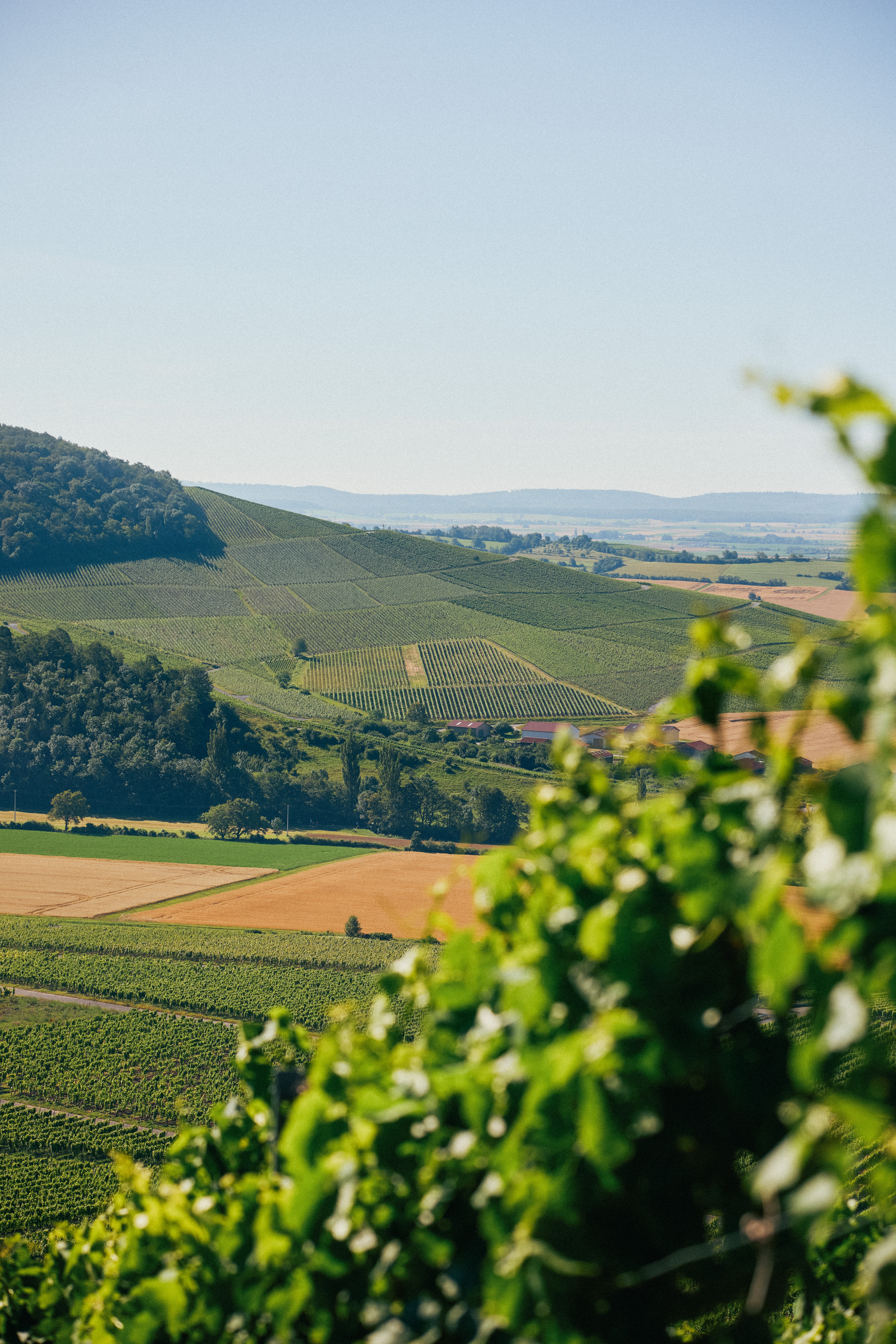 Iphöfer Lagen am Schwanberg, Landschaftsblick mit Reben